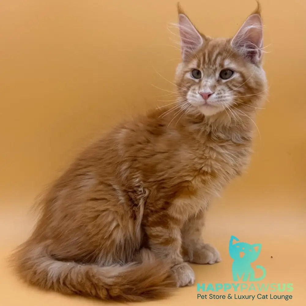 Evan Maine Coon male red tabby - live animals