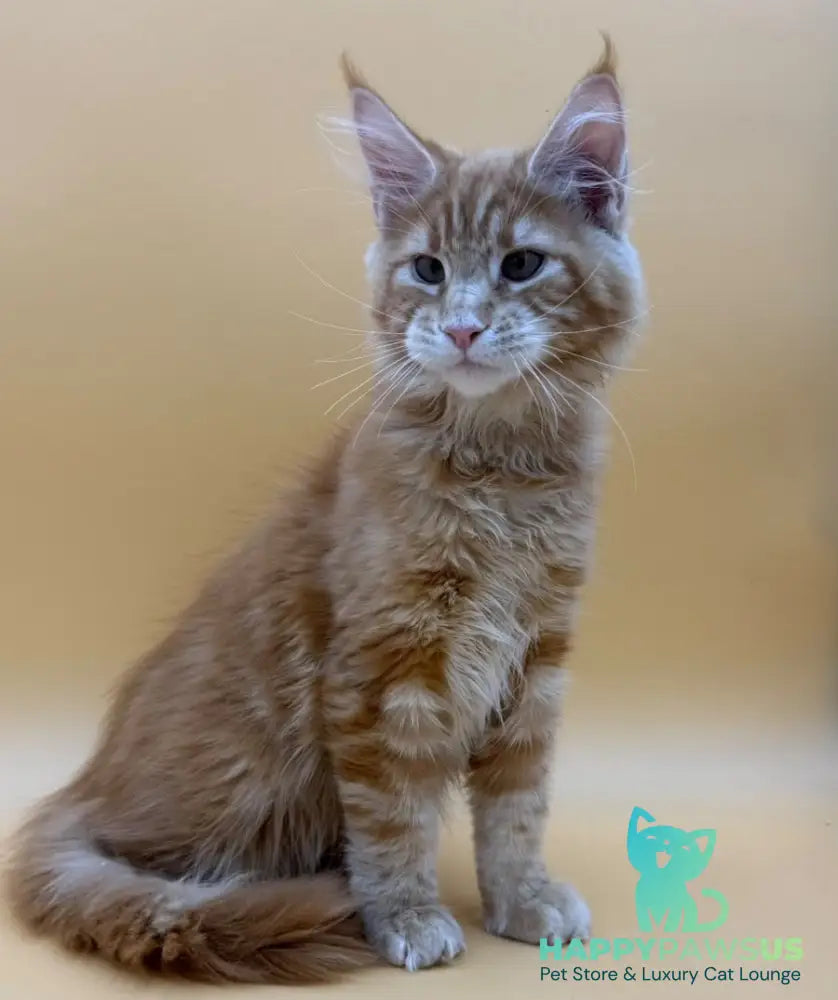 Evan Maine Coon male red tabby - live animals