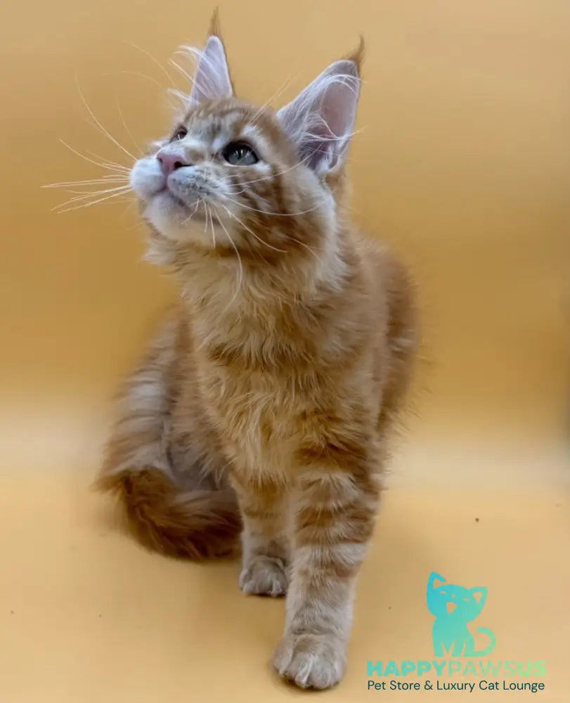 Evan Maine Coon male red tabby - live animals