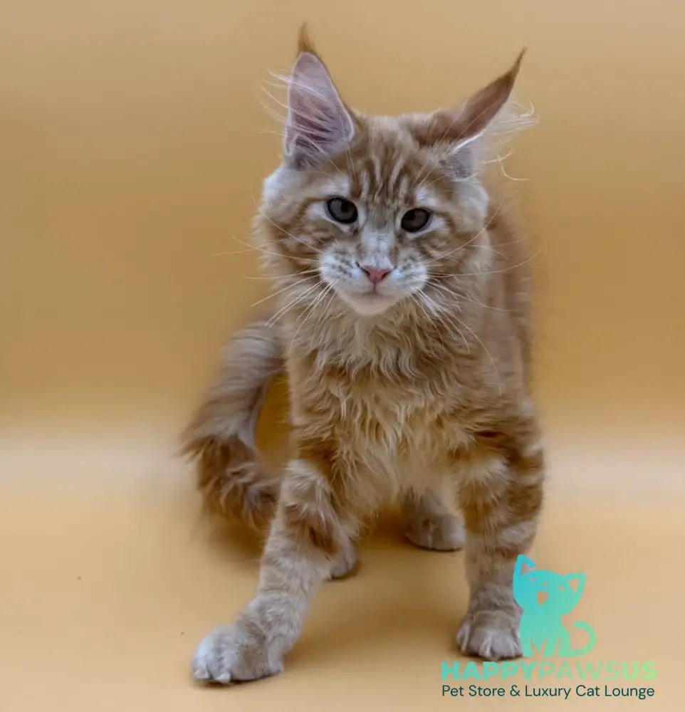 Evan Maine Coon male red tabby - live animals