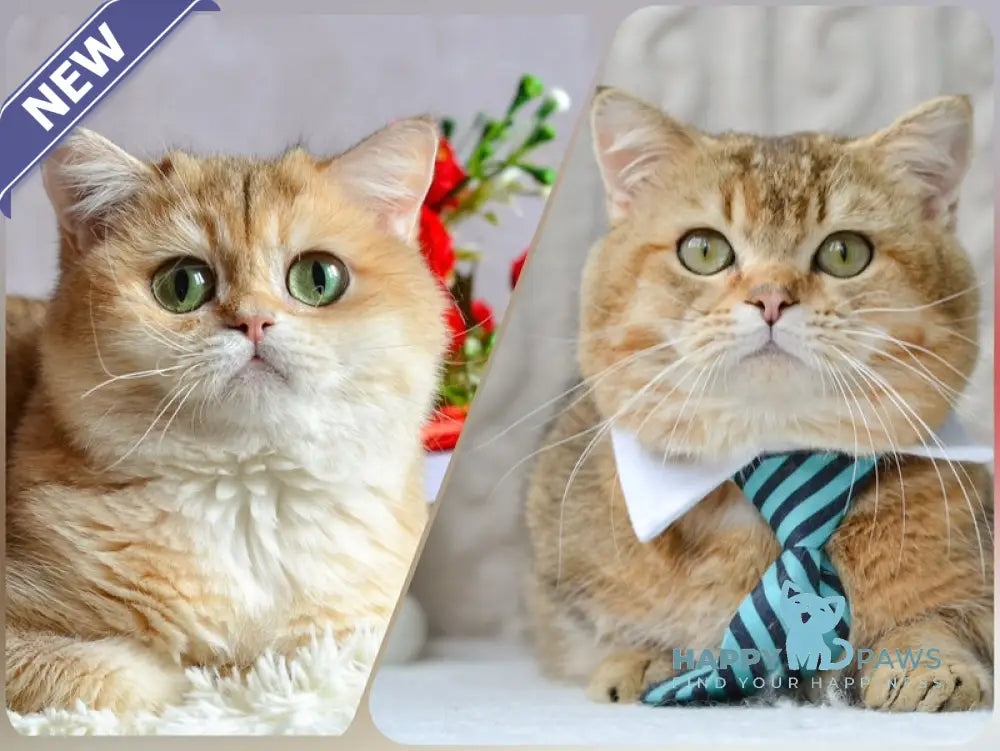 Evan Munchkin male black golden ticked tabby - live animals