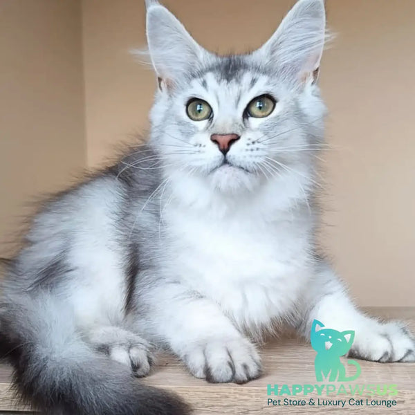 Evana Maine Coon female black silver ticked tabby - live animals