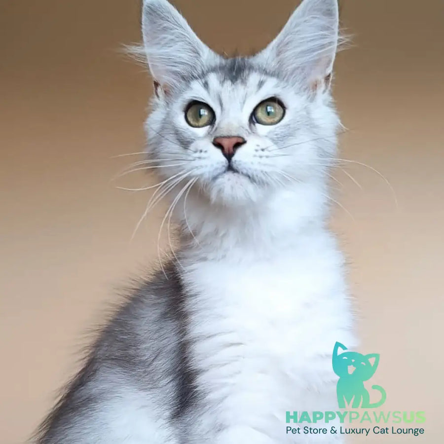 Evana Maine Coon female black silver ticked tabby - live animals