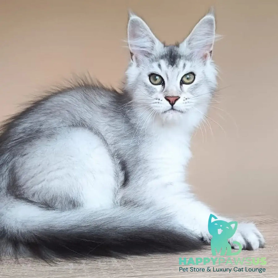 Evana Maine Coon female black silver ticked tabby - live animals