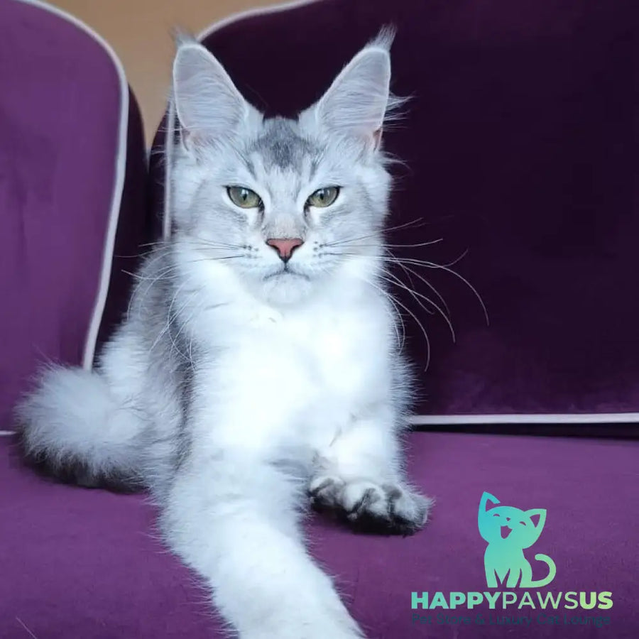 Evana Maine Coon female black silver ticked tabby - live animals