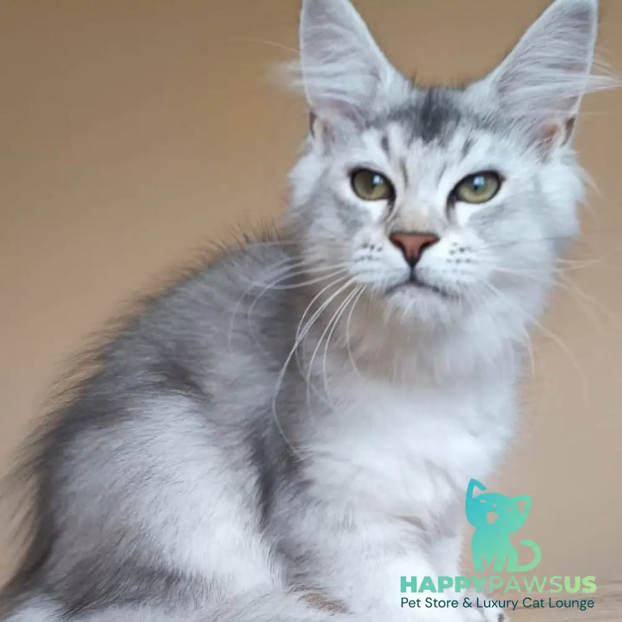 Evana Maine Coon female black silver ticked tabby - live animals