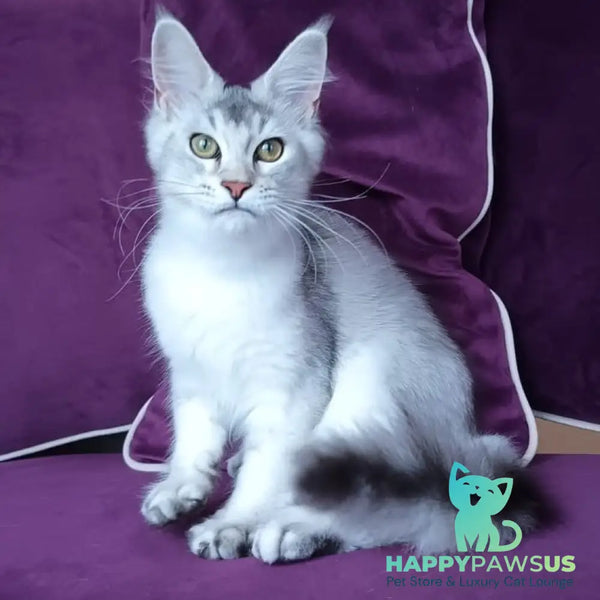 Evana Maine Coon female black silver ticked tabby - live animals