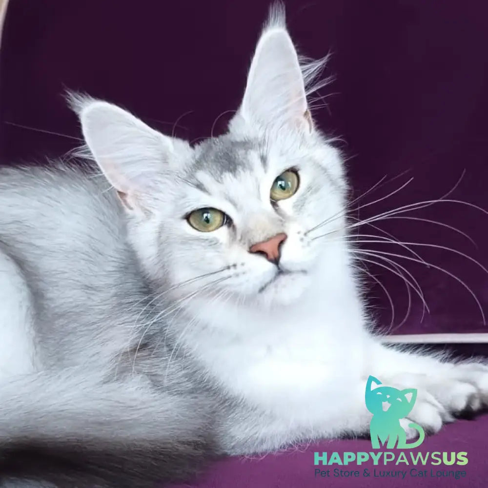 Evana Maine Coon female black silver ticked tabby - live animals