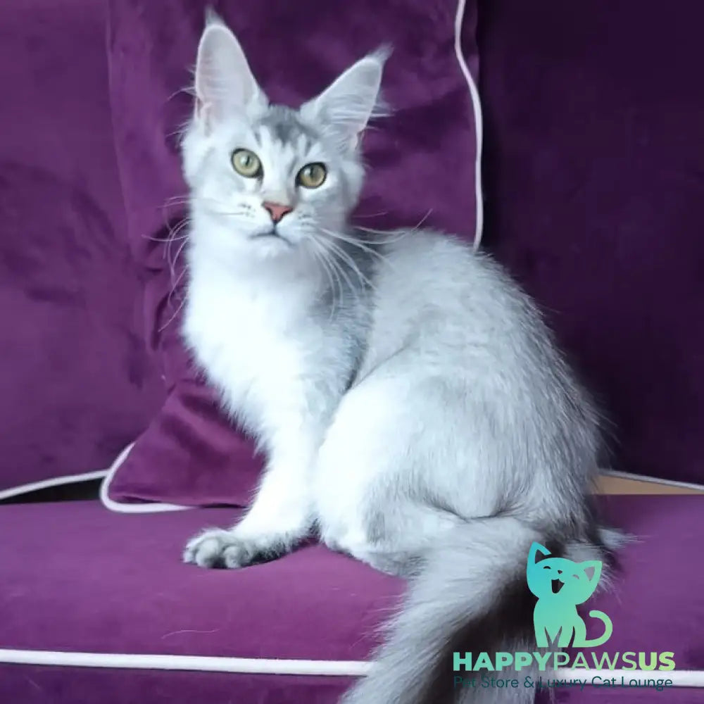 Evana Maine Coon female black silver ticked tabby - live animals