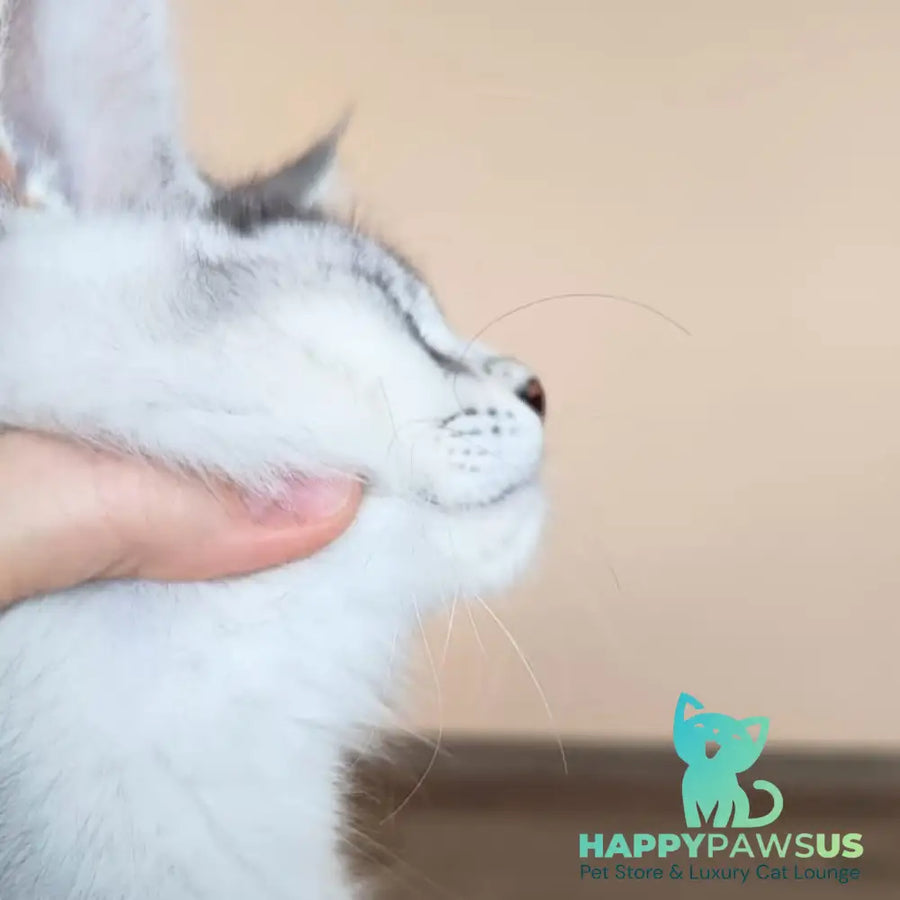 Evana Maine Coon female black silver ticked tabby - live animals