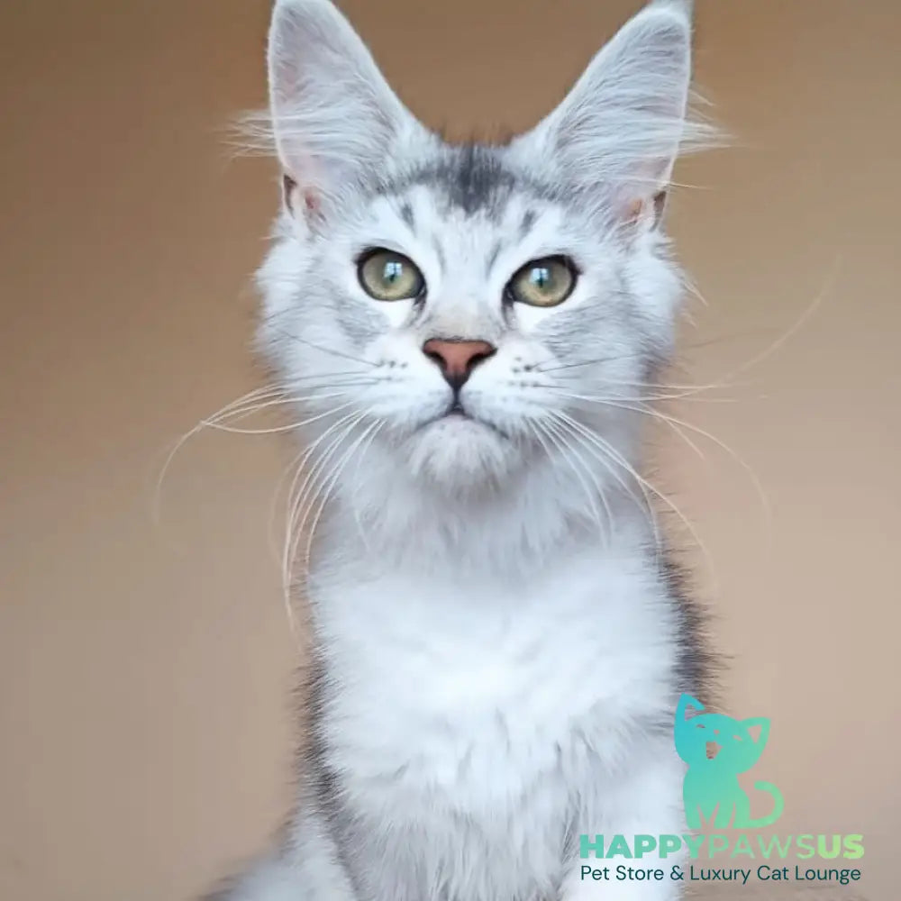 Evana Maine Coon female black silver ticked tabby - live animals