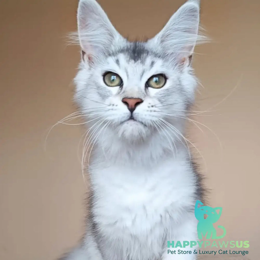 Evana Maine Coon female black silver ticked tabby - live animals