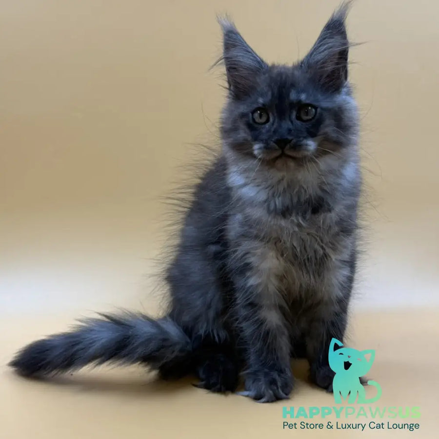 Evancy Maine Coon female black silver - live animals