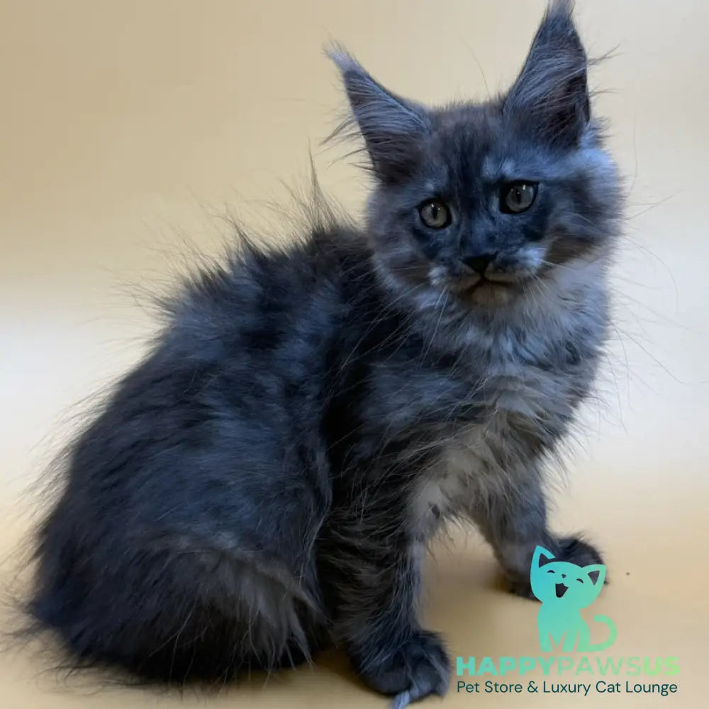 Evancy Maine Coon female black silver - live animals