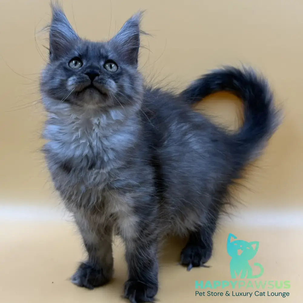 Evancy Maine Coon female black silver - live animals