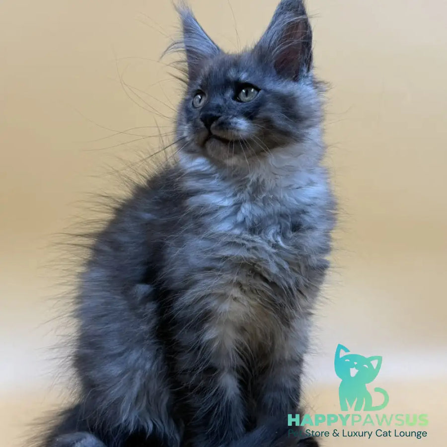 Evancy Maine Coon female black silver - live animals