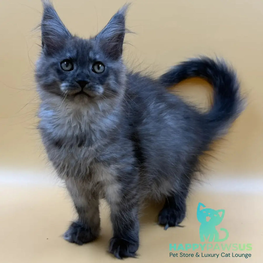 Evancy Maine Coon female black silver - live animals