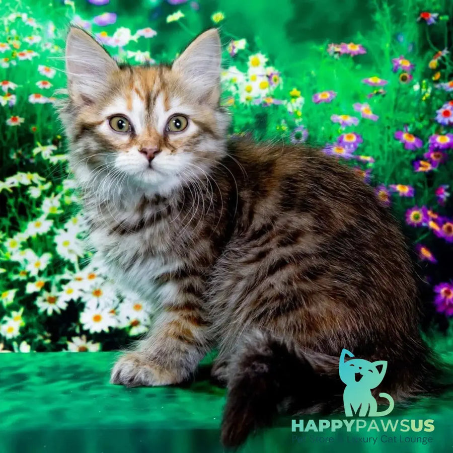 Evangelina Siberian female black tortie spotted tabby - live animals