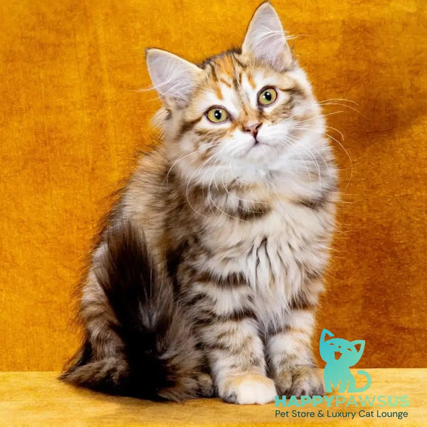 Evangelina Siberian female black tortie spotted tabby - live animals