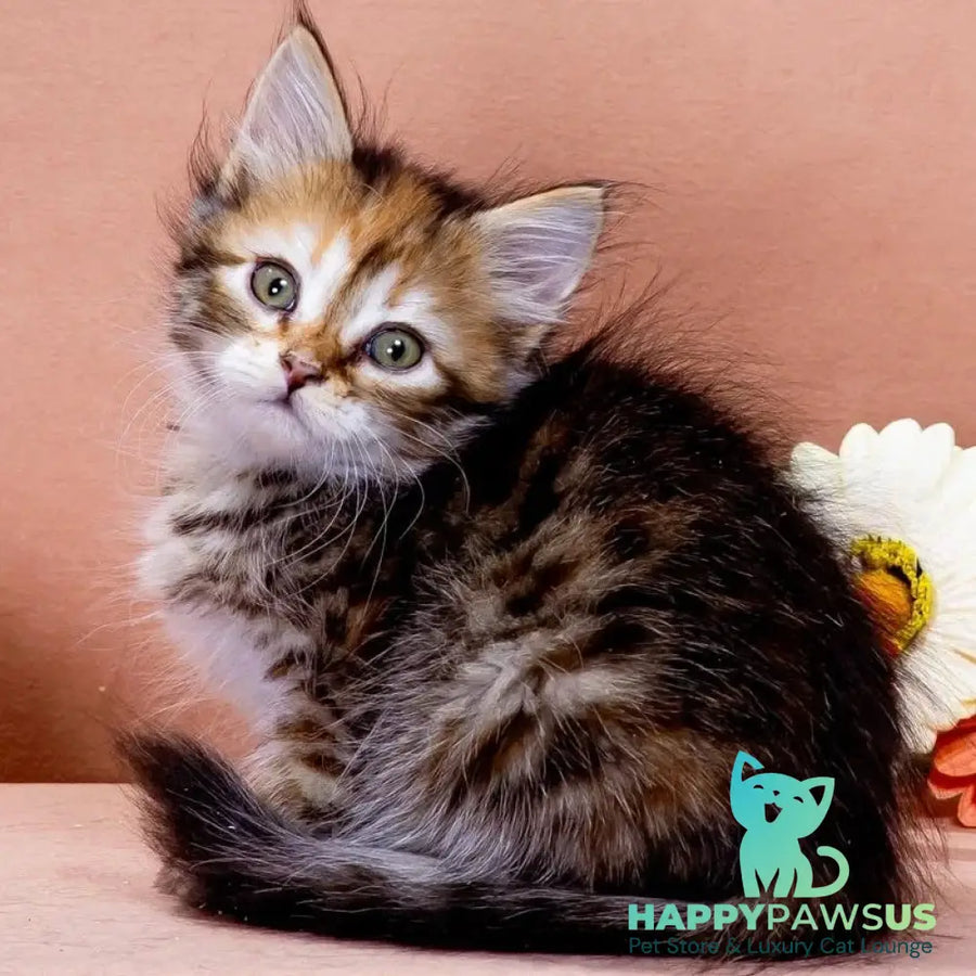 Evangelina Siberian female black tortie spotted tabby - live animals