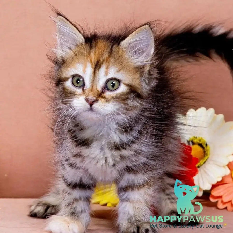 Evangelina Siberian female black tortie spotted tabby - live animals