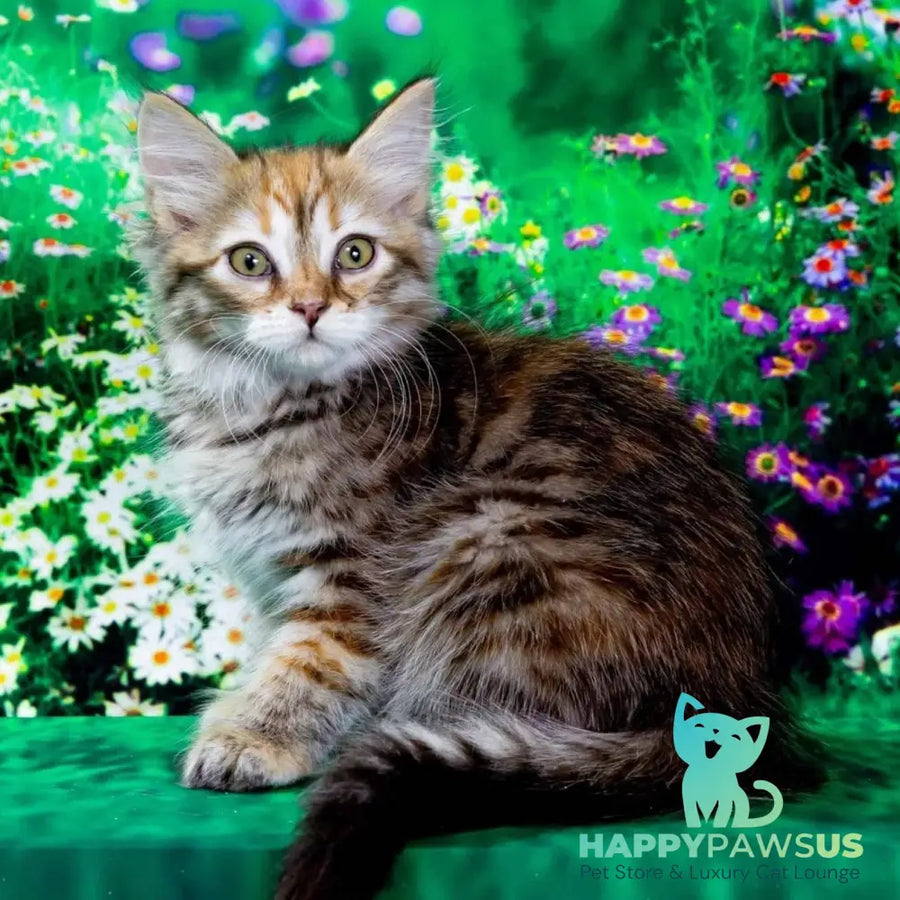 Evangelina Siberian female black tortie spotted tabby - live animals