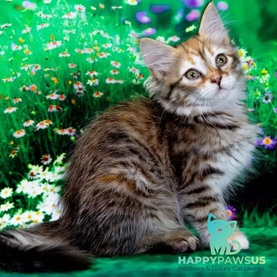 Evangelina Siberian female black tortie spotted tabby - live animals
