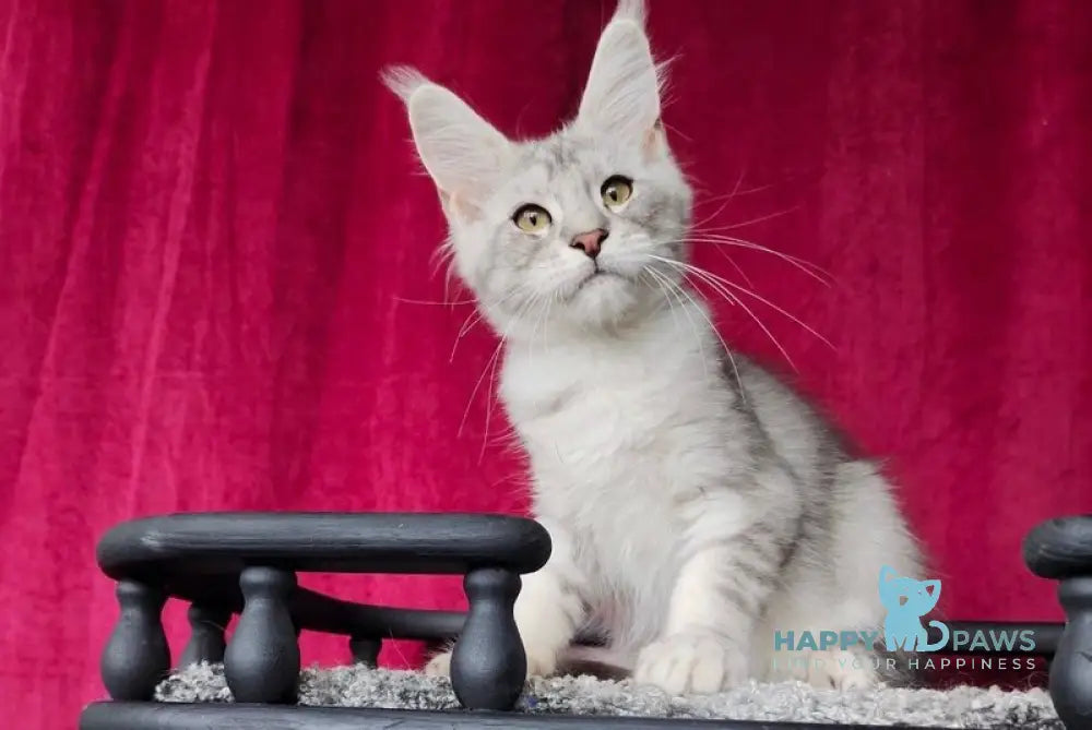 Evans Maine Coon male black silver tabby live animals