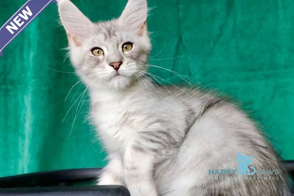 Evans Maine Coon male black silver tabby live animals