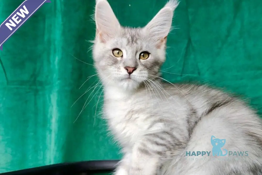 Evans Maine Coon male black silver tabby live animals