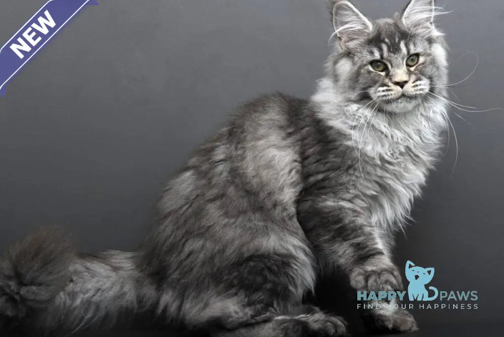 Evdokiya Maine Coon female black silver tabby live animals