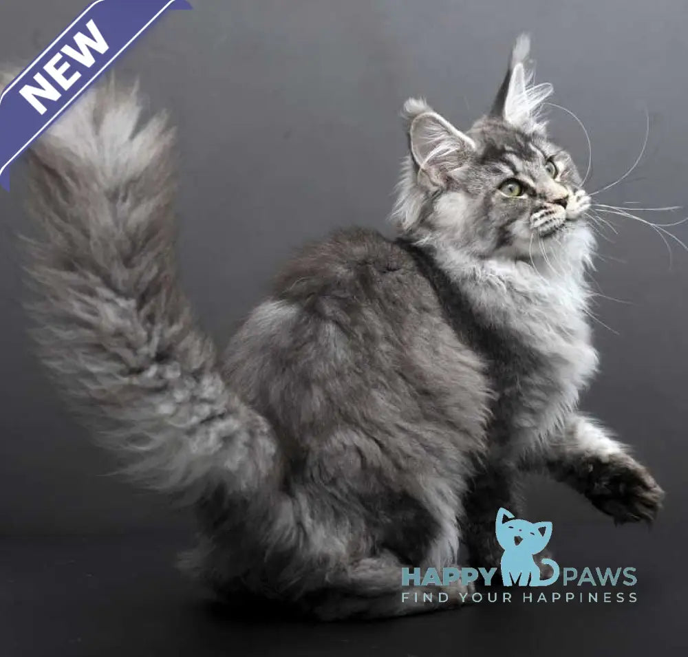 Evdokiya Maine Coon female black silver tabby live animals