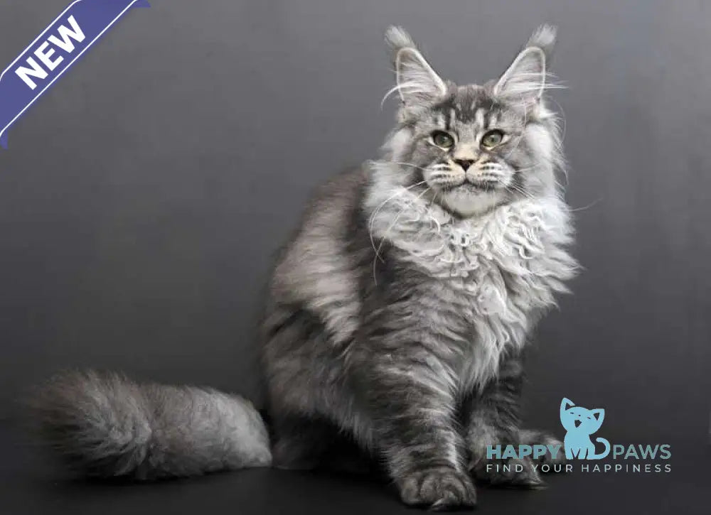 Evdokiya Maine Coon female black silver tabby live animals