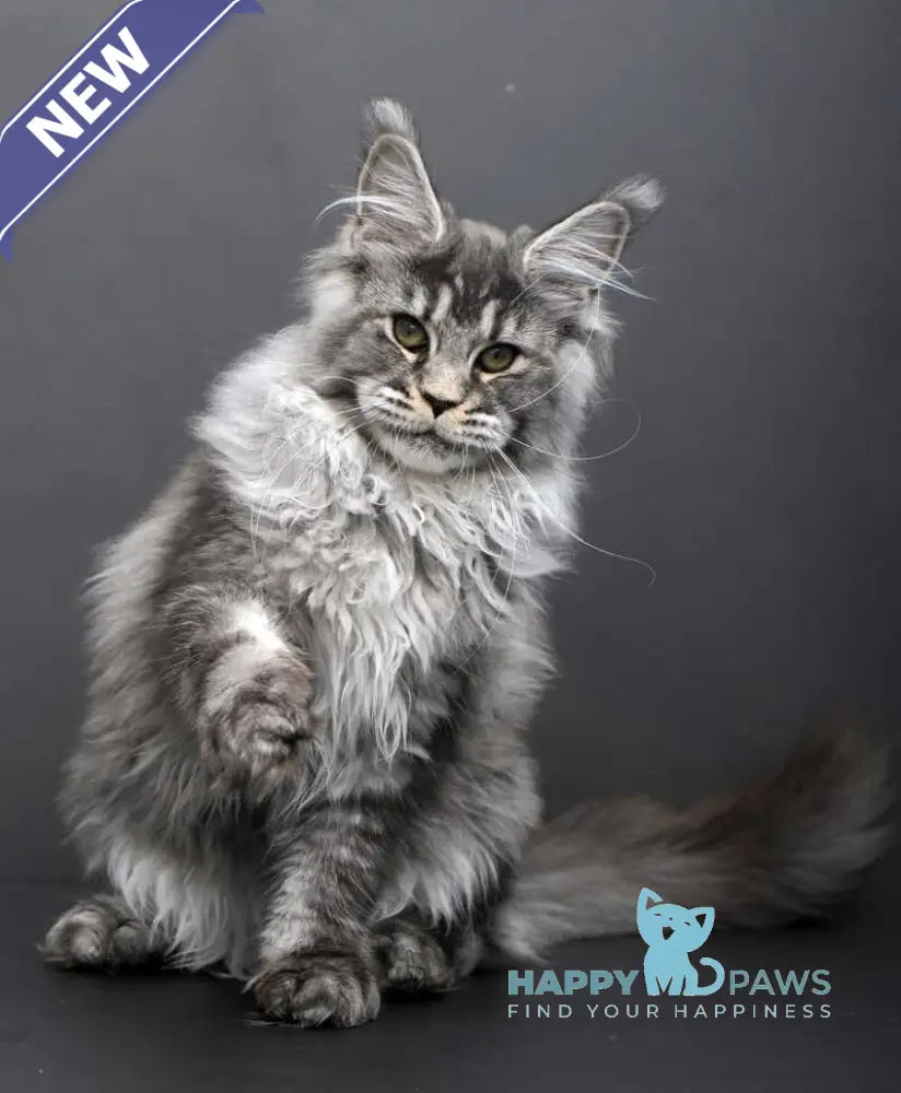 Evdokiya Maine Coon female black silver tabby live animals