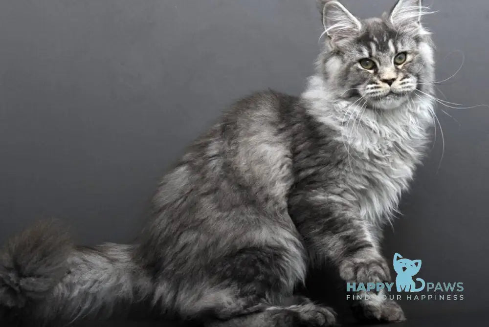 Evdokiya Maine Coon female black silver tabby live animals