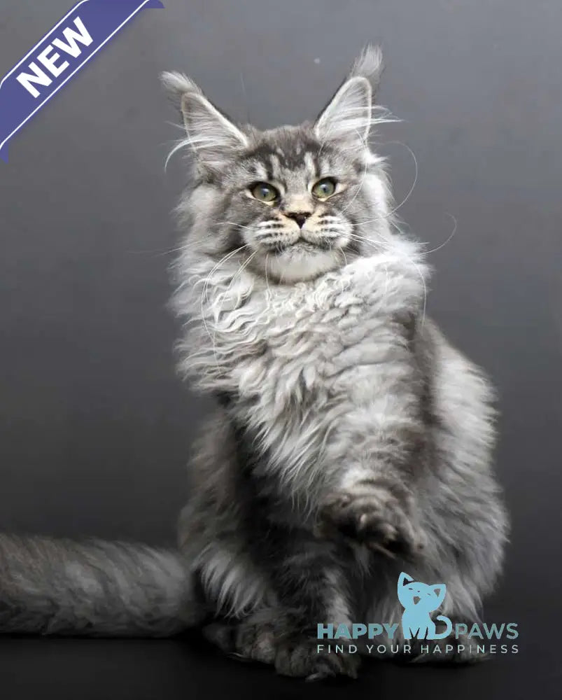 Evdokiya Maine Coon female black silver tabby live animals