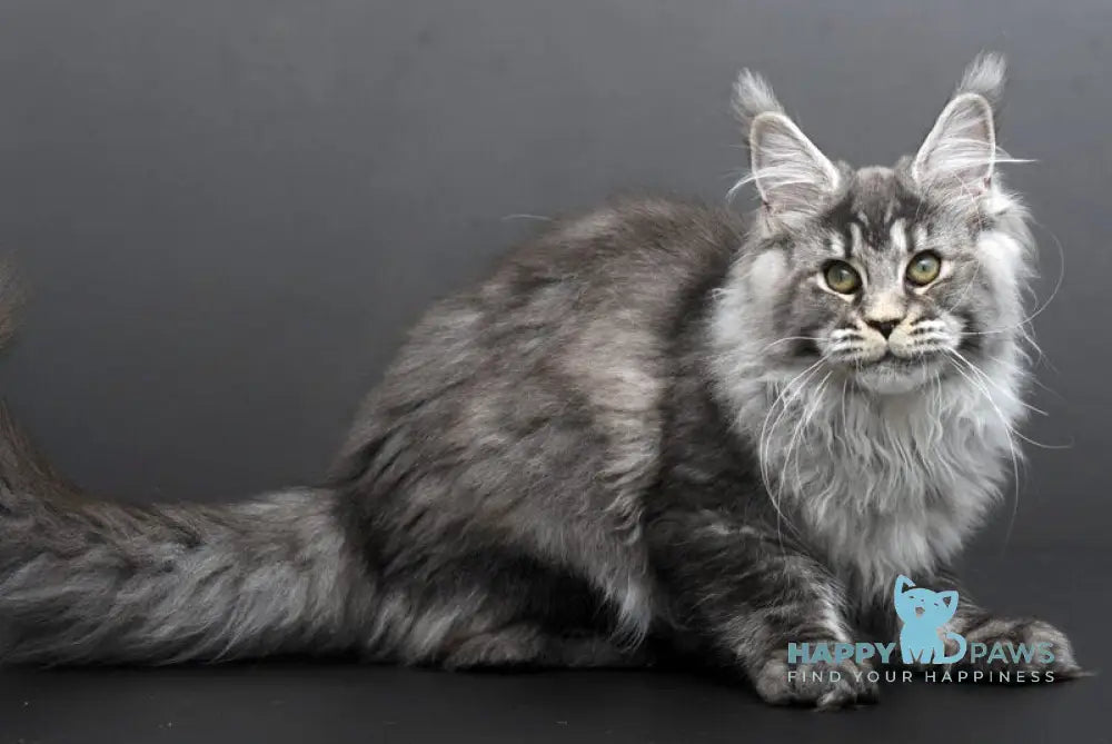 Evdokiya Maine Coon female black silver tabby live animals
