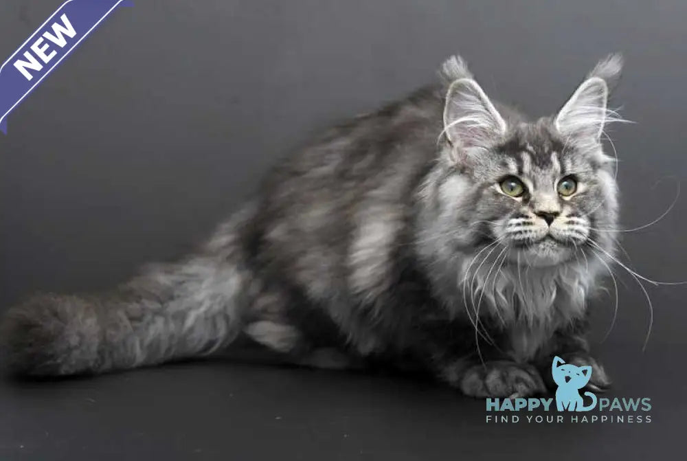 Evdokiya Maine Coon female black silver tabby live animals