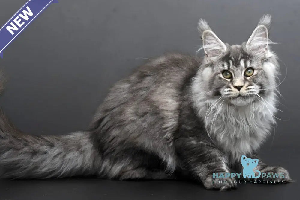 Evdokiya Maine Coon female black silver tabby live animals