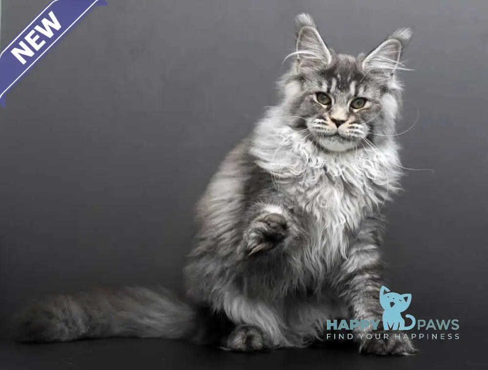 Evdokiya Maine Coon female black silver tabby live animals