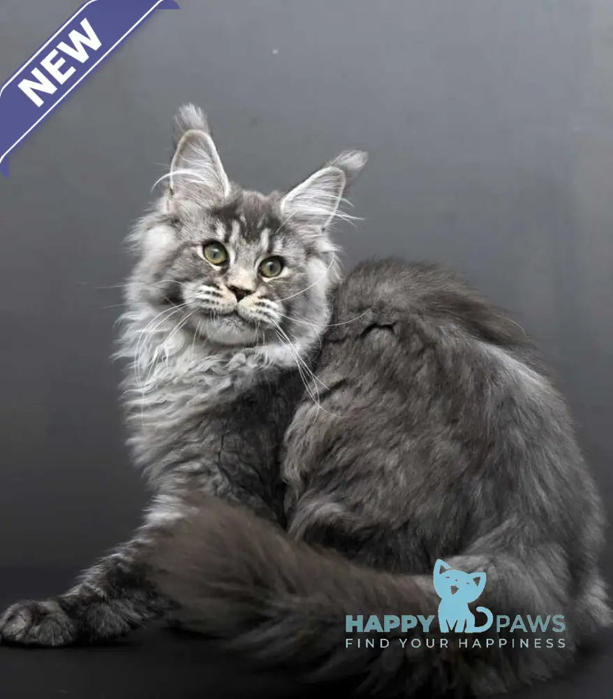 Evdokiya Maine Coon female black silver tabby live animals