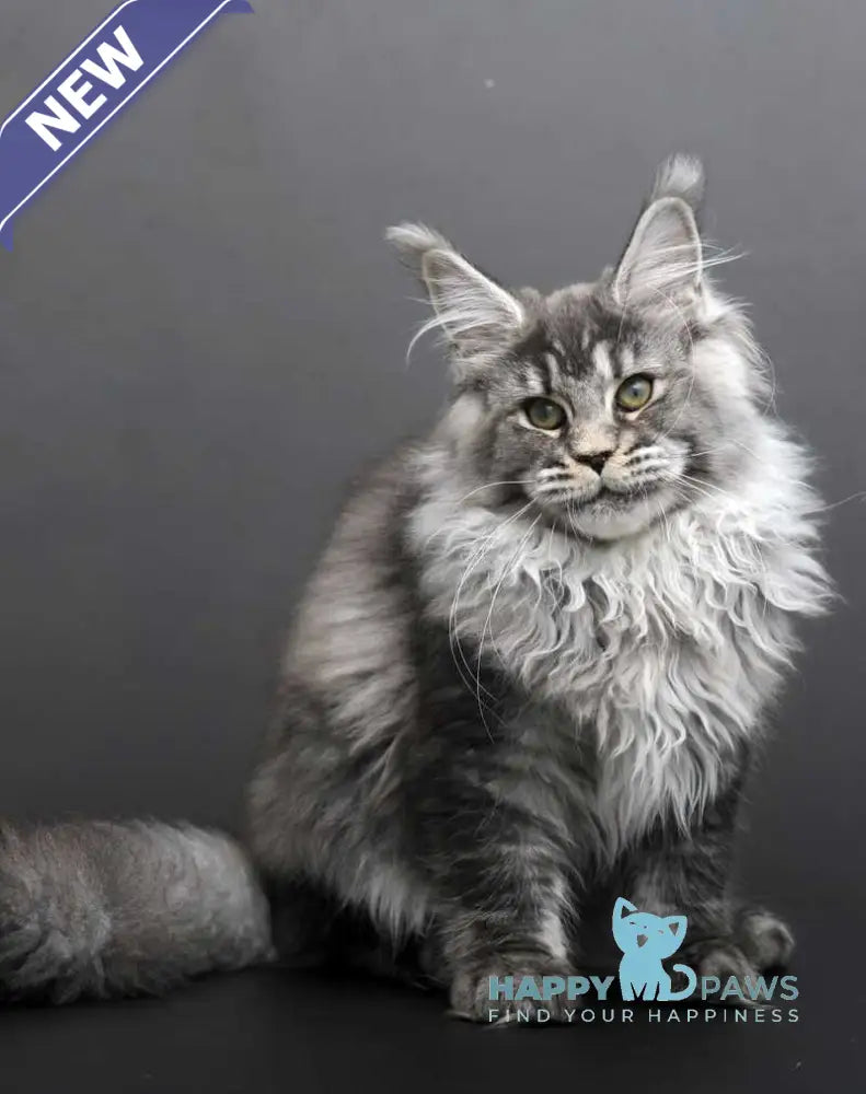 Evdokiya Maine Coon female black silver tabby live animals