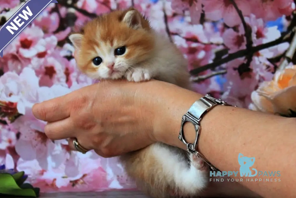 Evelin British Shorthair female black golden shaded bicolour live animals