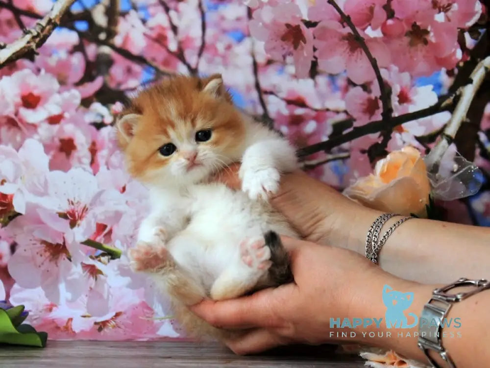 Evelin British Shorthair female black golden shaded bicolour live animals
