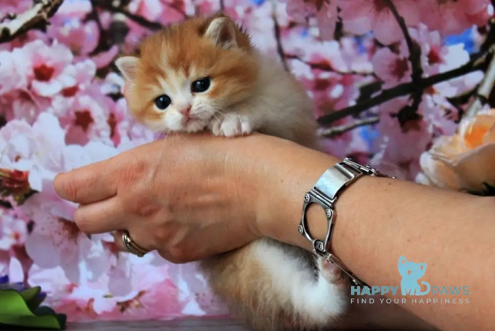 Evelin British Shorthair female black golden shaded bicolour live animals