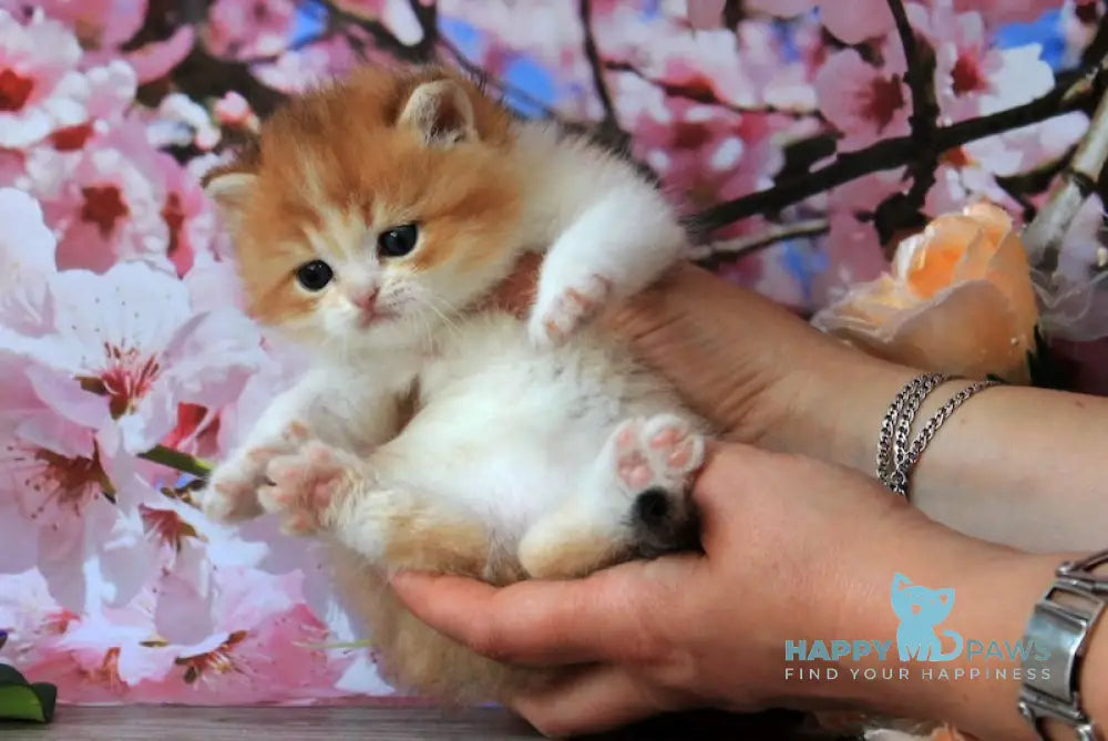 Evelin British Shorthair female black golden shaded bicolour live animals