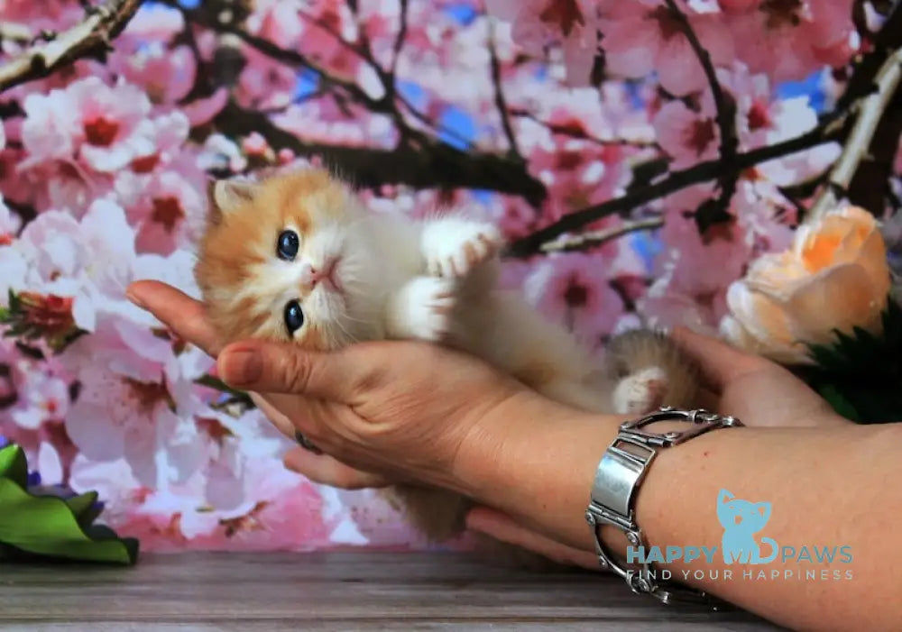 Evelin British Shorthair female black golden shaded bicolour live animals