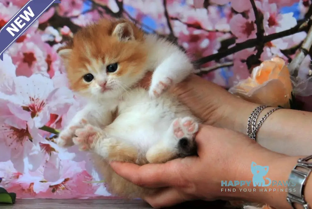 Evelin British Shorthair female black golden shaded bicolour live animals