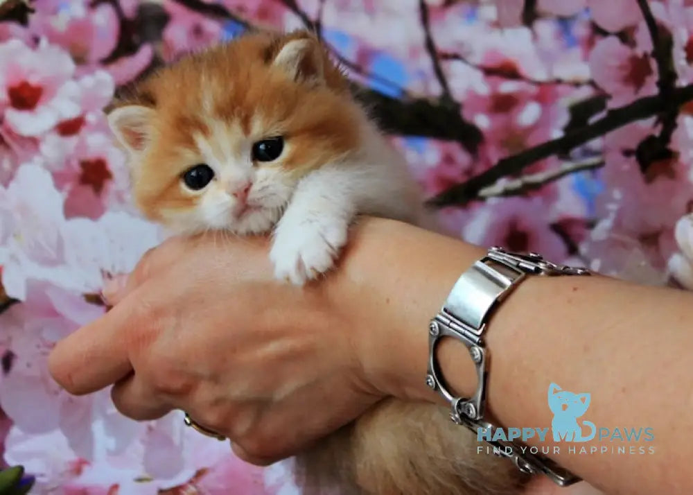Evelin British Shorthair female black golden shaded bicolour live animals