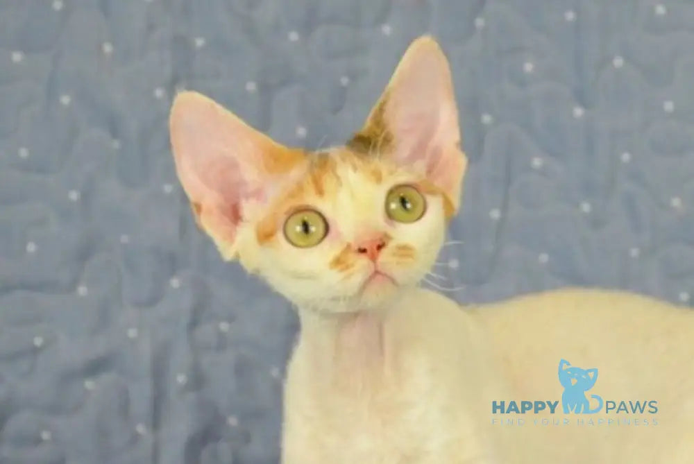 Evelina Devon Rex female black tortie tabby harlequin live animals